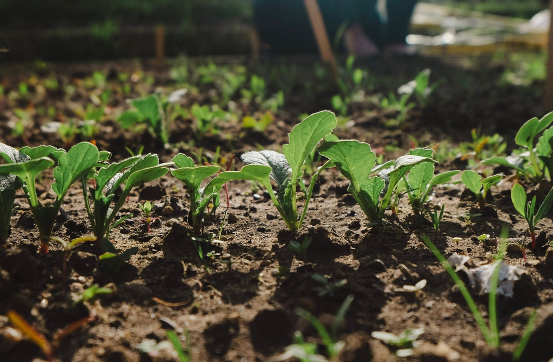 A Post-Growth World - Wildish